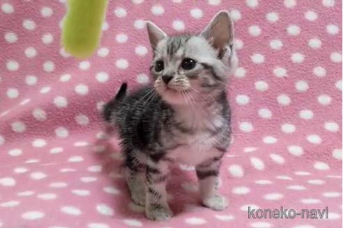 成約済の愛知県のアメリカンショートヘア-96197の4枚目